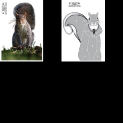 Squirrels